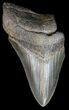 Partial, Megalodon Tooth - Georgia #45110-1